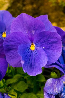 Sonunda bahar çiçekleri geldi.