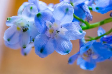 Sonunda bahar çiçekleri geldi.
