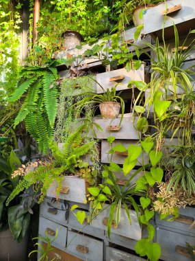 Uzun dolabın gri çekmecelerinde saksılar var. Bitkiler neredeyse her açık kutudan çıkıyorlar. Çeşitli bitkiler. Çekmecelerdeki ahşap kahverengi kulplar