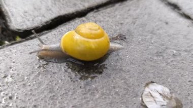 Sarı kabuklu küçük gri bir salyangoz kaldırım taşları boyunca yavaşça sürünür. Salyangozun boynuzları hareket ediyor, gözleri görünüyor. Bacağı yavaş hareket ediyor. Hava yağmurlu. Islak gri asfalt. Salyangoz gölgesi