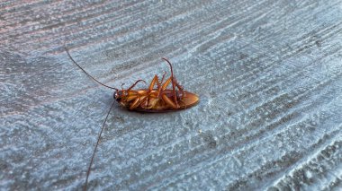 Hamamböceği baş aşağı yerde..