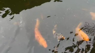 Uçsuz bucaksız mavi gökyüzü, bulutsuz açık bir günde....