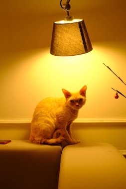 oturma odasında kedi