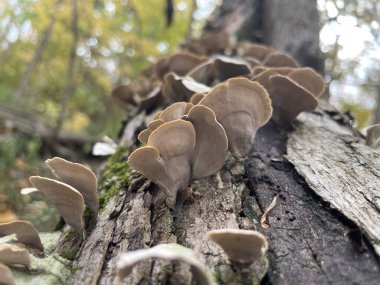 Delicate fungi bloom on weathered bark, their fan-shaped caps cascading down the trunk. Autumn's soft light filters through leaves, illuminating nature's artistry. clipart