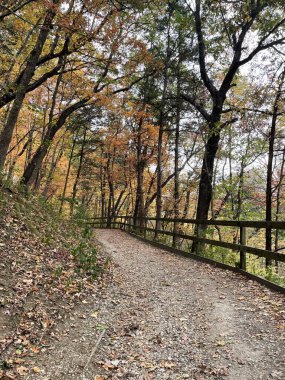 A winding autumn path beckons, flanked by a rustic fence. Golden leaves paint the canopy above, while fallen foliage carpets the tranquil forest trails. clipart