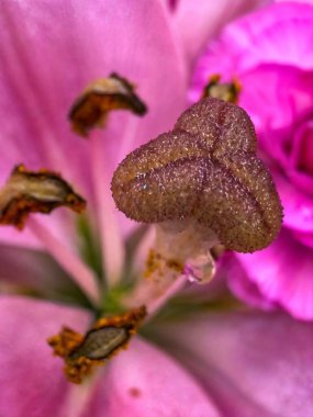 A close-up of a flower's stigma, textured and delicate, surrounded by soft pink petals, revealing nature's intricate beauty. clipart