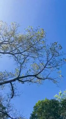 Zümrüt yapraklar sonsuz gökyüzüne karşı dans eder, rüzgarda hafifçe sallanır. Işığın ve gölgenin sessiz bir uyum içinde oynadığı doğanın katedraline büyüleyici bir bakış açısı.