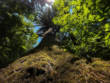 Yüksek yosun kaplı ağaç gövdesinin alçak açılı görüntüsü yemyeşil bir ormanda, gökyüzüne doğru uzanıyor. Büyümeyi simgeleyen dramatik bir doğa perspektifi.