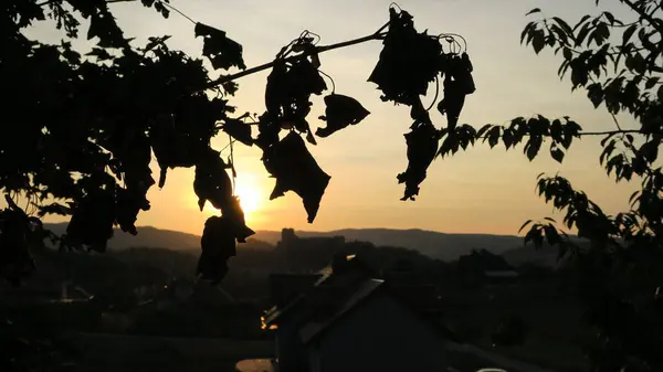 Dağlarda nefes kesici bir günbatımına karşı yapraklar bırakır.