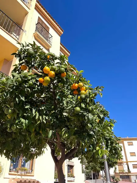 Bir İspanyol kasabasında yazın ortasında bir limon ağacı