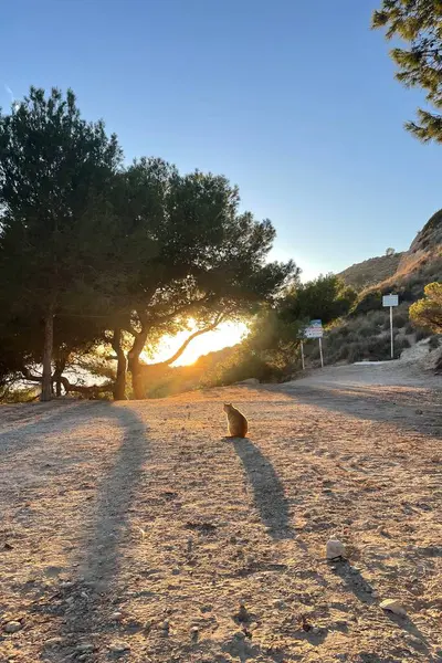 Kumda oturan bir kedi İspanya 'da gün batımını seyrediyor.