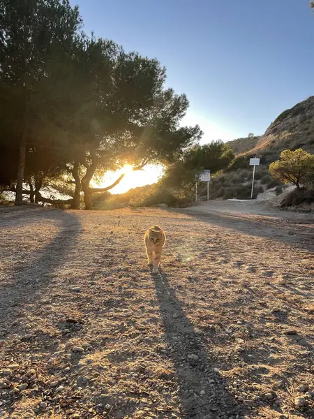 Arka planda İspanya 'da günbatımı olan bir kedi, fotoğrafçıya doğru yürüyor.