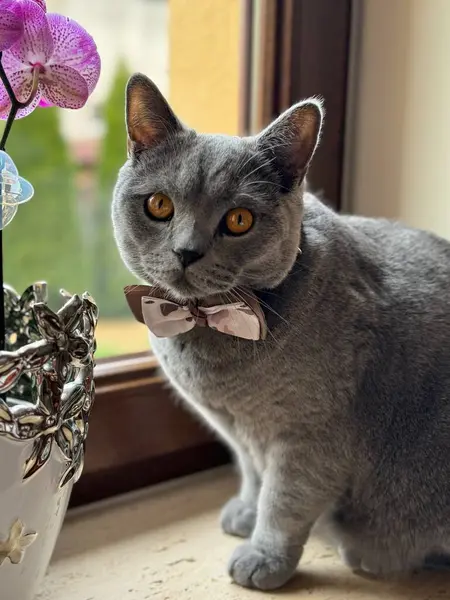 Pencere kenarında oturan güzel bir İngiliz kedisi doğrudan kameraya bakıyor.