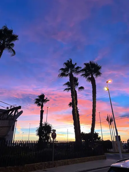 İspanya 'da gün batımında güzel bir mor gökyüzüne karşı palmiye ağaçları