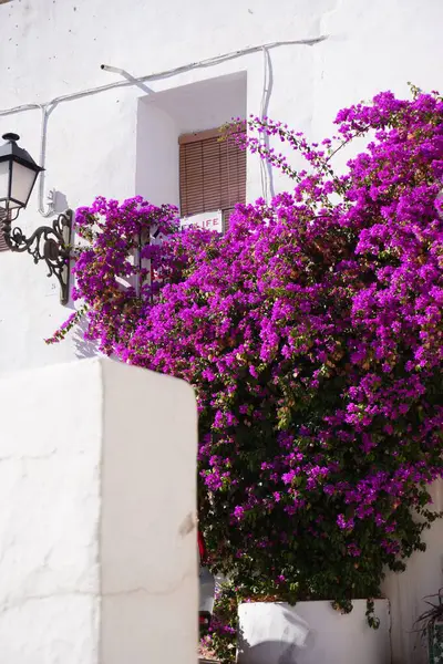 İspanyol kasabasındaki bir evin girişindeki güzel mor çiçekler.