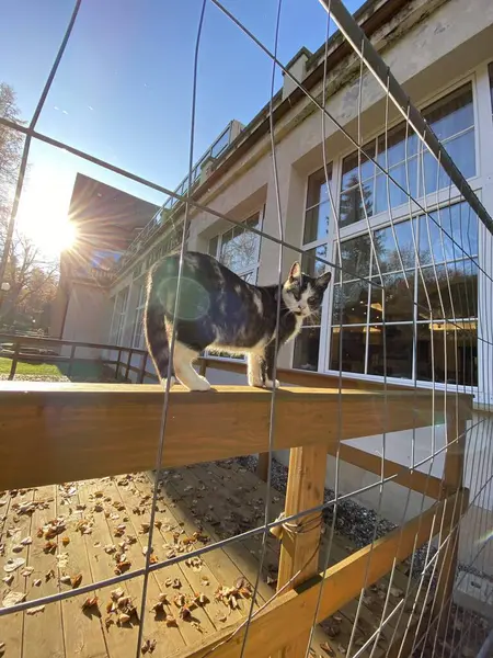 Korkulukların arkasında yürüyen bir kedi doğrudan kameraya bakıyor.