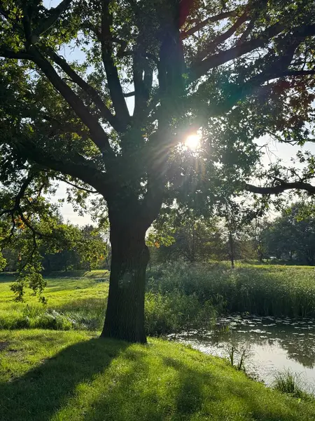 Gölün kenarındaki yaşlı bir ağaç, yeşil bir çayırla çevrili, güneşli, güzel bir günde.