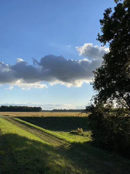 Ağacı ve dolambaçlı yolları olan güneşli güzel bir çayır. Görkemli bulutlarla dolu bir gökyüzünün altında.