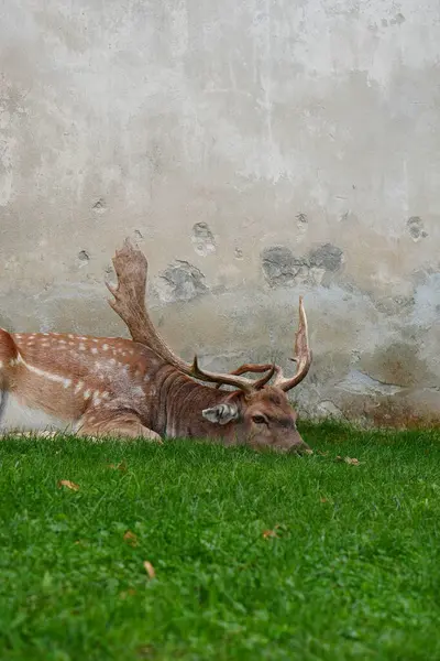 Güzel, yetişkin bir geyik yeşil çimlerin üzerinde, kale duvarının arkasında yatıyor.