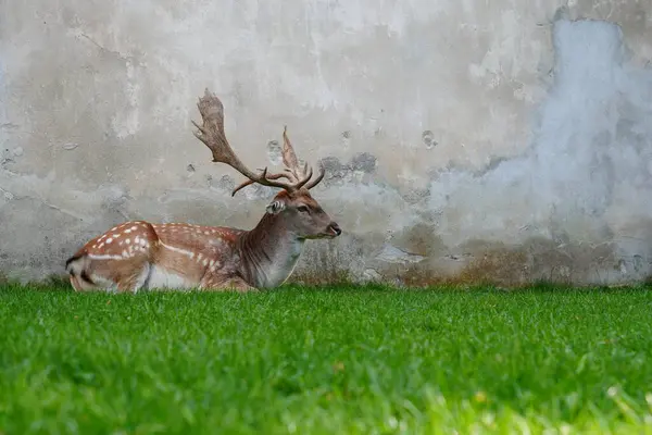 Büyük boynuzları olan görkemli bir yetişkin geyik kale duvarlarının altındaki çimlerin üzerinde dinleniyor.