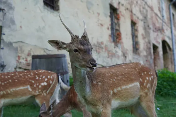 Güzel ve genç bir geyik, kameraya doğru bakıyor.