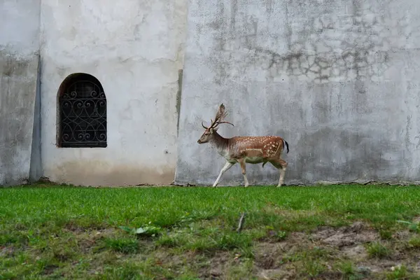 Güzel, yetişkin bir geyik bir kale duvarının arkasında çimlerin üzerinde yürüyor.