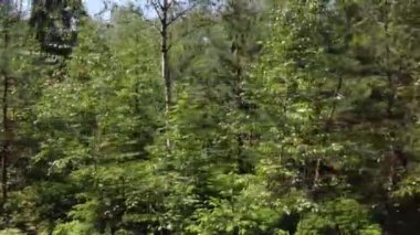 Çarpışma anını bir ağaçla yakalayıp çarpmayla sonuçlanan dramatik bir drone atışı.
