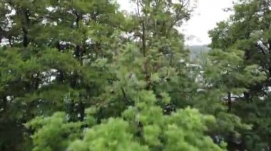 Ağaçların üzerinden uçan bir dron görüntüsü, sisli bir yaz gününde büyük bir göl manzarasını gözler önüne seriyor.