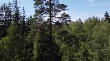 Yaz boyunca dağlardaki kozalaklı bir ormanın üzerinden insansız hava aracı ateş açtı.