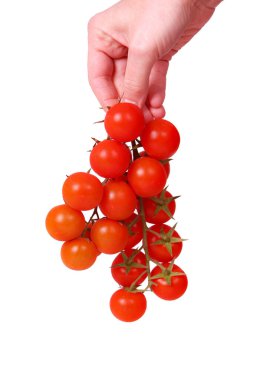 Bir el bir demet kırmızı domates tutuyor. Domatesler olgunlaştı ve yenmeye hazır. Tazelik ve bolluk kavramı, çünkü el çok sayıda domates tutuyor.