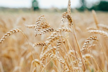 Ön planda tahıl sapı olan altın buğday tarlası. Buğday uzun ve sap ince.