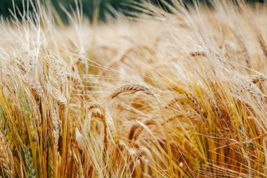 Birkaç kahverengi ve yeşil bitkinin ön plana saçıldığı engin bir altın buğday tarlası. Sahne sakin ve huzurlu, uzun buğday sapları rüzgarda hafifçe sallanıyor.