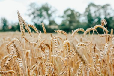 Ön planda tahıl sapı olan altın buğday tarlası. Buğday uzun ve sap ince.