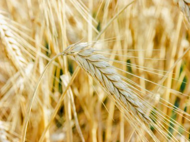Ön planda tahıl sapı olan altın buğday tarlası. Buğday uzun ve sap ince.