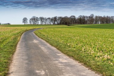 Arka planda ağaçlar ve çimenler olan bir yol. Yol boş ve gökyüzü bulutlu.