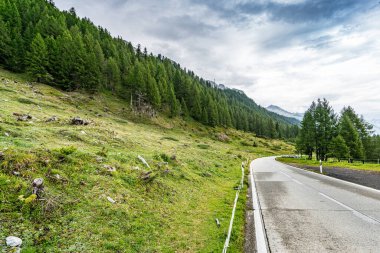 İki tarafında ağaçlar olan bir yol. Yol bomboş. Gökyüzü mavi. Hiç bulut yok.