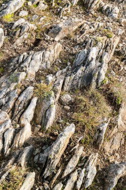 Büyük bir kaya kayalık bir arazide oturur. Kaya yosunla kaplı ve birkaç küçük deliği var.