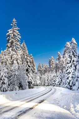 Arka planda ağaçlar olan karla kaplı bir yol. Yol karla kaplı ve lastik izleri var.