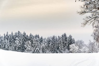 Arkasında ağaçlar olan karlı bir tarla. Gökyüzü açık ve mavi. Kar beyazdır ve zemini kaplar.