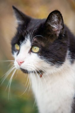 Yeşilimsi sarı gözlü siyah beyaz bir kedi. Kedinin pembe bir burnu ve beyaz bıyıkları var.