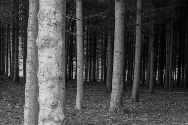 Bir ağaç gövdesi bir ormanın ön tarafındadır. Ağaçlar uzun ve arka planda yayılıyorlar.