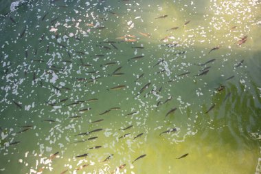 Büyük bir balık grubu yeşil bir su kütlesi içinde yüzüyor. Su bulanık ve balıklar suyun her tarafına dağılmış.