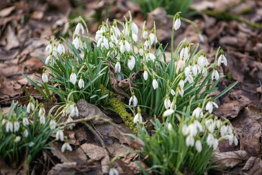 Toprakta bir demet beyaz çiçek yetişiyor. Toprak yapraklar ve toprakla kaplı.