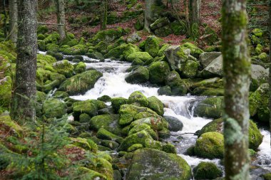 A stream of water flows through a black forest Triberg Germany. The water is clear and the rocks are covered in moss clipart