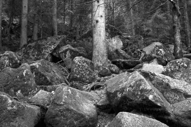 Yerde büyük bir kaya oturuyor. Bölgede birçok kaya var. Kayaların ortasında bir ağaç büyüyor.