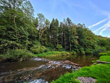 Ormanda akan bir su akıntısı. Su kahverengidir ve ağaçlar yeşildir. Gökyüzü mavi ve bazı bulutlar var.