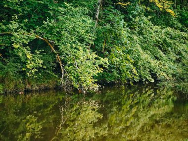 Yeşil yapraklı ve dallı bir ağaç. Dal suyun üzerine eğiliyor. Su sakin ve durgun.