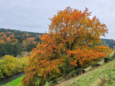 Ön planda portakal yapraklı bir ağaç var. Ağaç çimenli bir alanla çevrilidir.