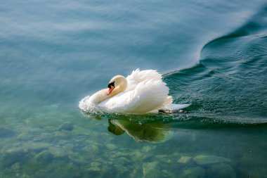 Bir kuğu gölde yüzüyor. Göl ağaçlar ve binalarla çevrilidir. Arka planda birkaç kişi var, bazıları yürüyor ve diğerleri ayakta.