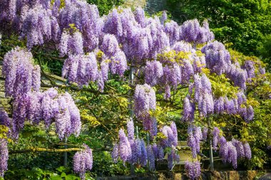 Yeşil yapraklı güzel bir mor sarmaşık ağaçta büyüyor. Yapraklar mor ve yeşilin canlı tonlarıdır. Ağacın kabuğuna çarpıcı bir kontrastlık yaratır. Sarmaşık bol.